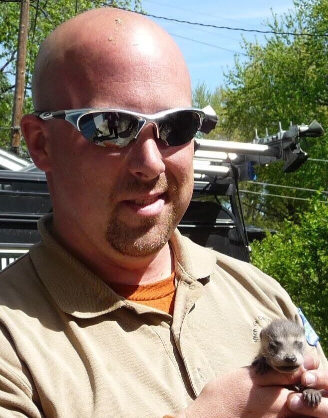 raccoon 3.jpg